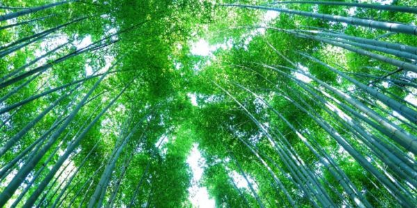 Kyoto Bamboo Grove