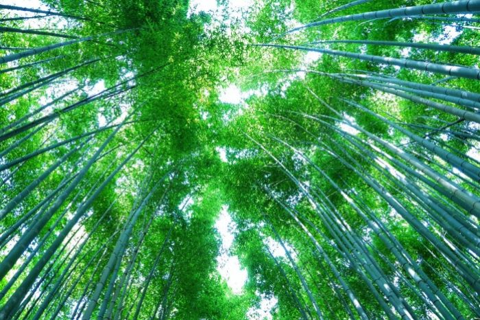 Sagano Bamboo Grove