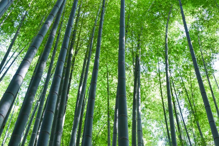 Bamboo grove at Houkokuji temple in Kamakura.