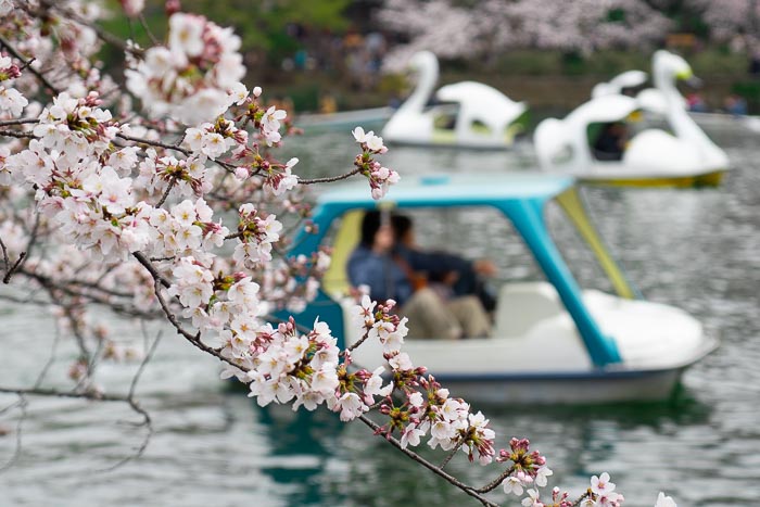 Swan boats and pedal boats on Lake Inokashira in Kichijoji