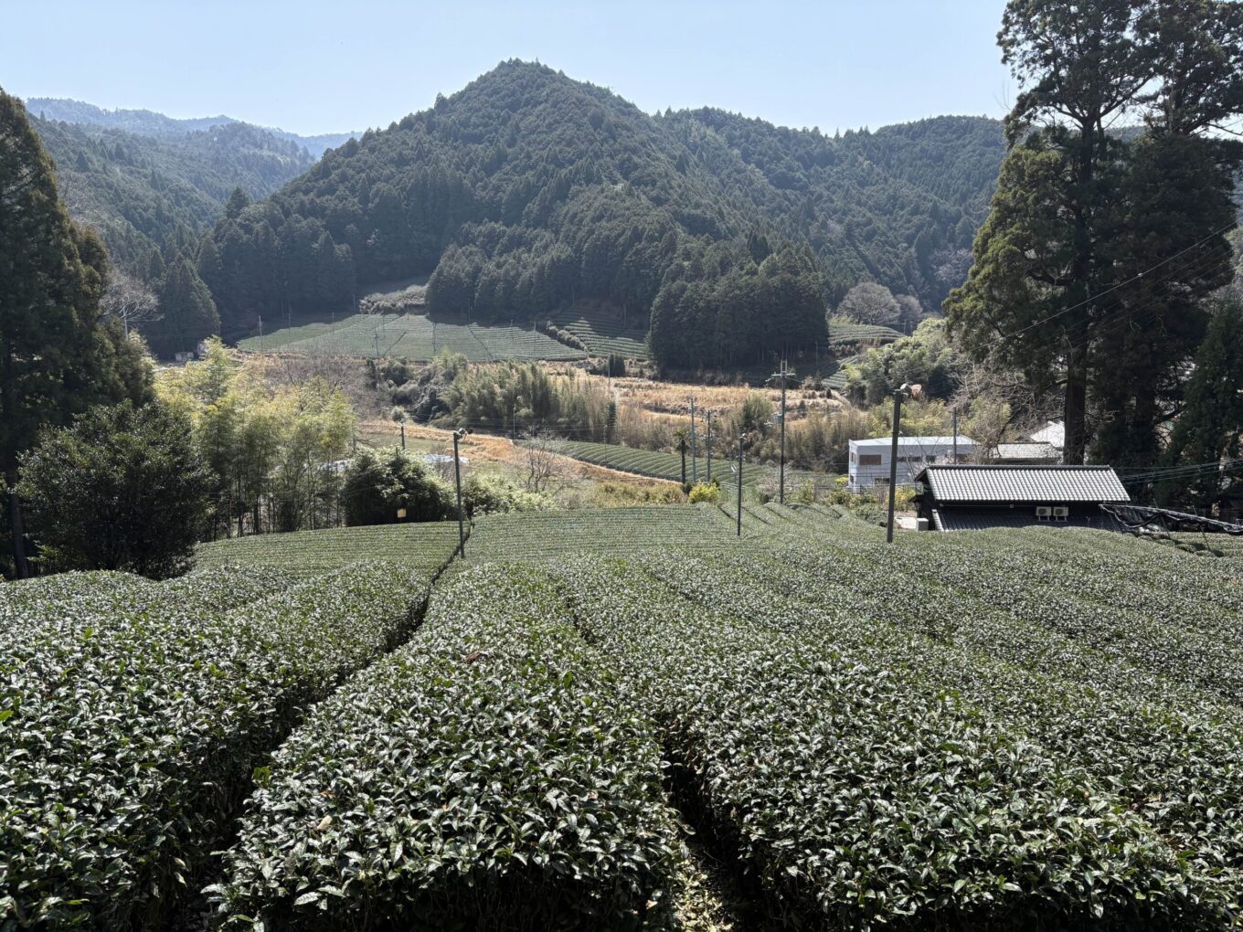 d:matcha kyoto tea field d:matcha kyoto tea field