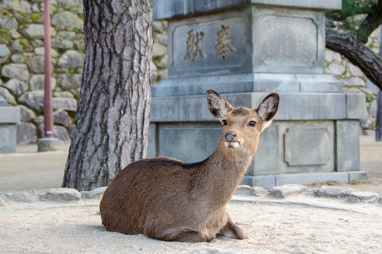 miyajima deer