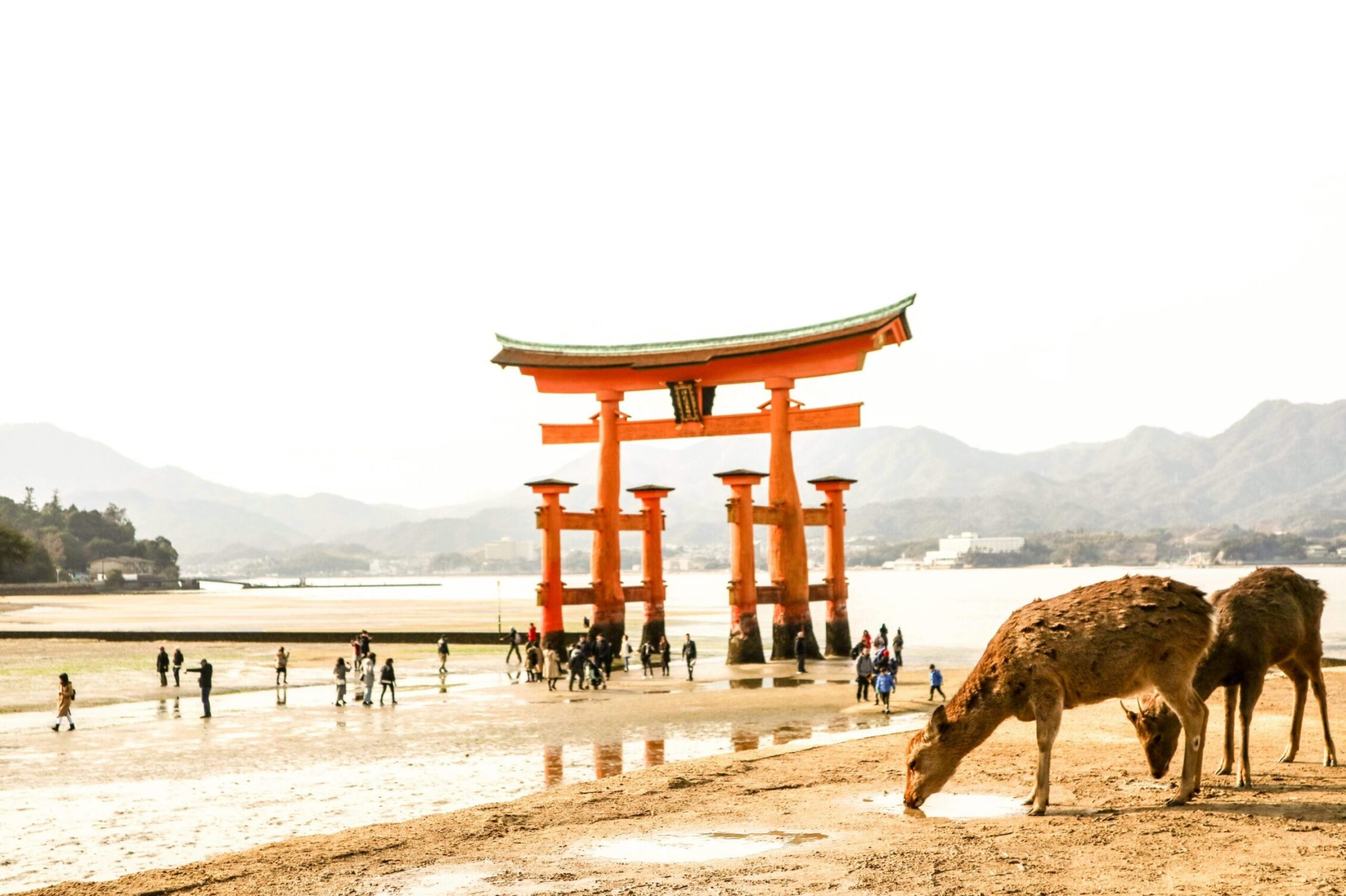 joan-tran miyajima