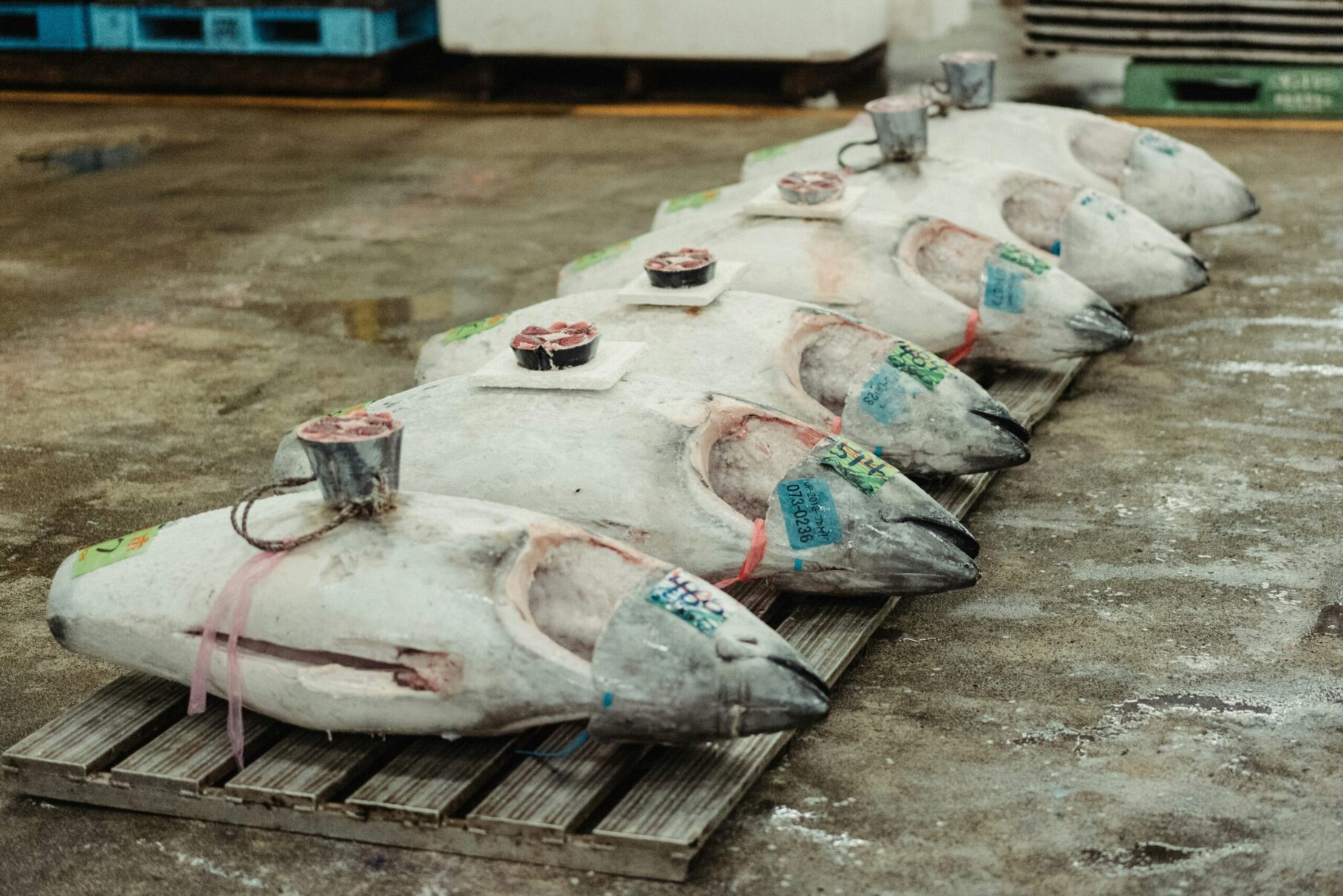peter-lam Tuna auction at the Osaka Central Fish Market