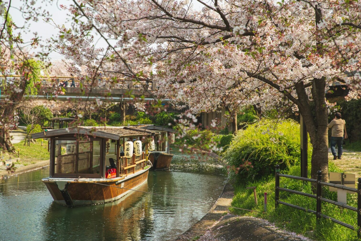 kyoto sakura by Ryutaro